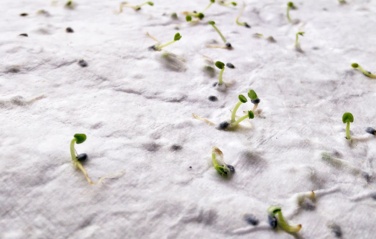 Logo trade corporate gift photo of: A5 wildflower seed paper sheet