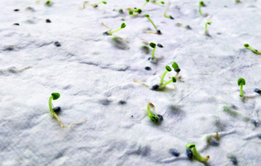 Logo trade business gift photo of: Wildflower seed business card.