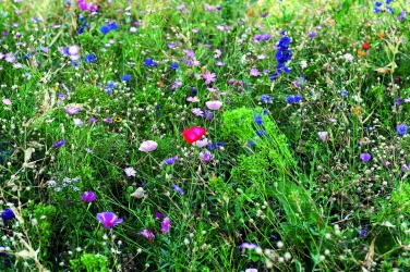 Logotrade firmakingitused pilt: Lilled segavad ümbrikus seemneid