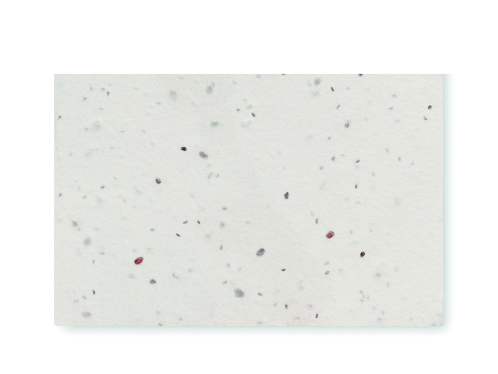 Logotrade ärikingitused pilt: ASIDA Seemnepaberist visiitkaart